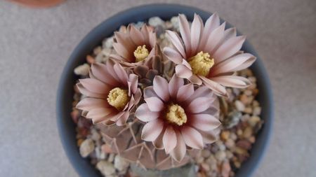 Gymnocalycium stellatum