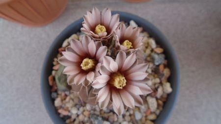 Gymnocalycium stellatum