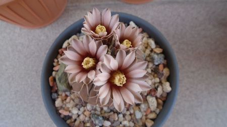 Gymnocalycium stellatum