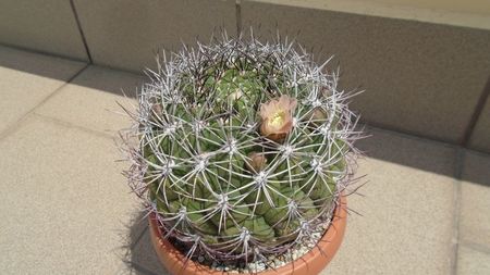 Gymnocalycium saglionis