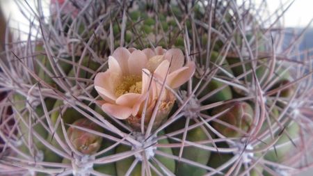 Gymnocalycium saglionis