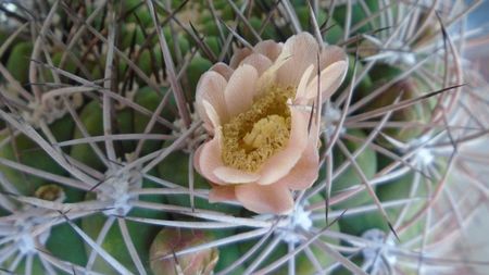 Gymnocalycium saglionis