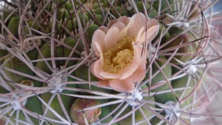 Gymnocalycium saglionis