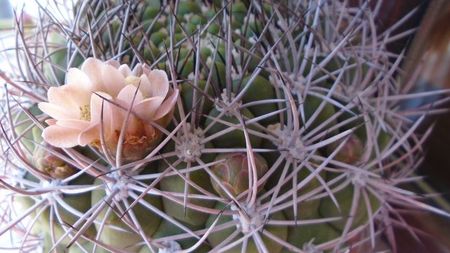 Gymnocalycium saglionis