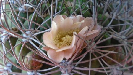 Gymnocalycium saglionis