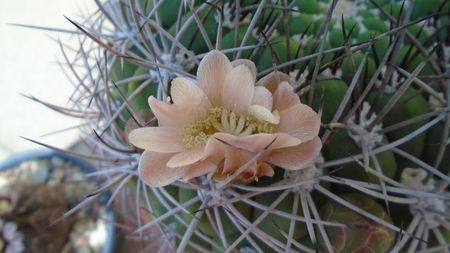 Gymnocalycium saglionis