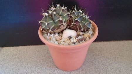 Gymnocalycium friedrichii bicefal