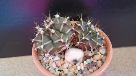 Gymnocalycium friedrichii bicefal