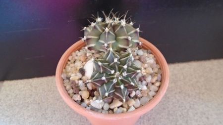 Gymnocalycium friedrichii bicefal