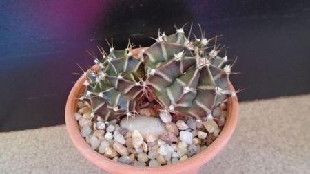 Gymnocalycium friedrichii bicefal