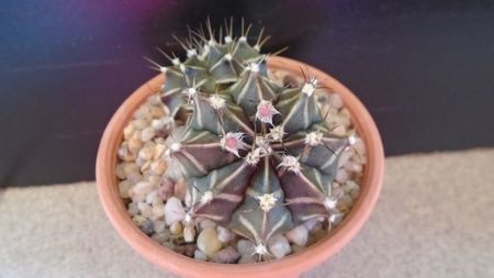 Gymnocalycium friedrichii bicefal