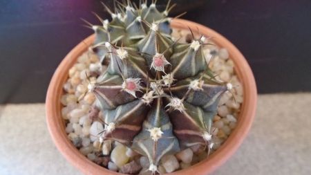 Gymnocalycium friedrichii bicefal