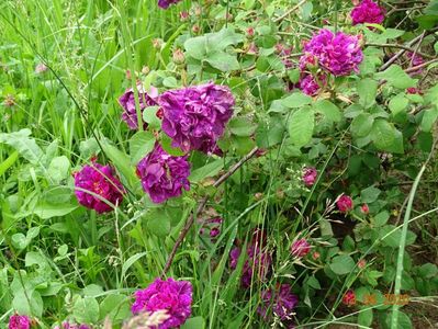 Sissinghurst Castle