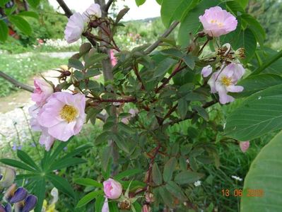 rosa rubrifolia Nova