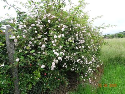 Paul's Himalayan Musk