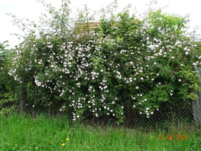 Paul's Himalayan Musk