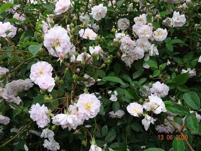 Paul's Himalayan Musk