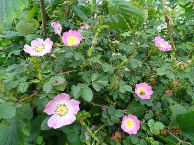 rosa rubiginosa