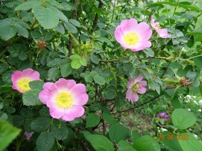 rosa rubiginosa