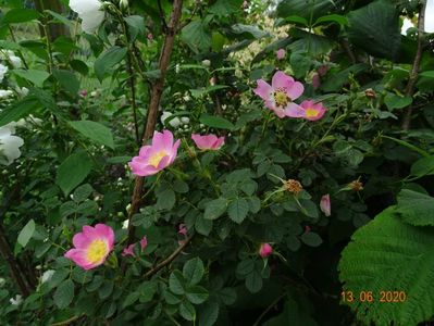 rosa rubiginosa