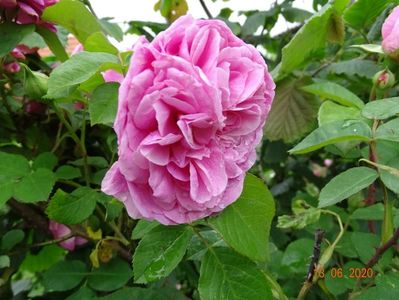 Gertrude Jekyll