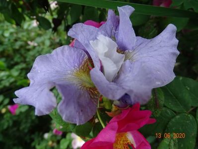 iris sibirica Dawn Waltz