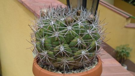 Gymnocalycium saglionis