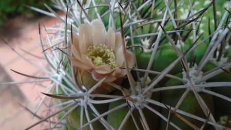 Gymnocalycium saglionis