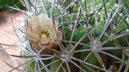 Gymnocalycium saglionis