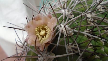 Gymnocalycium saglionis