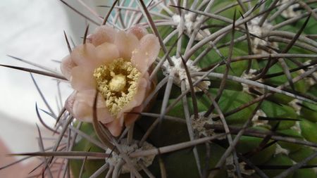 Gymnocalycium saglionis