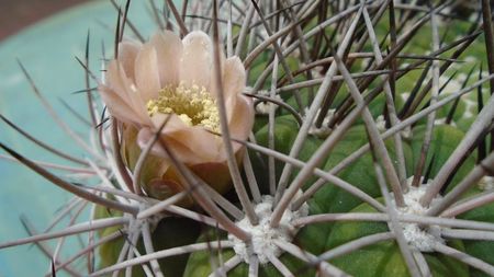 Gymnocalycium saglionis