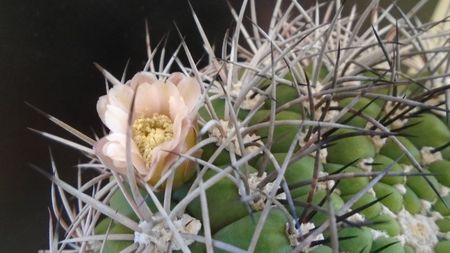 Gymnocalycium saglionis