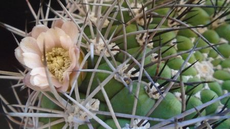 Gymnocalycium saglionis