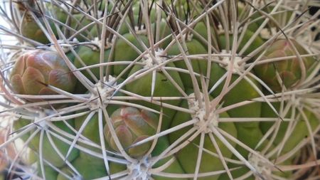 Gymnocalycium saglionis