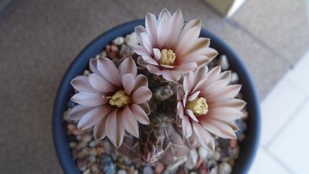 Gymnocalycium stellatum