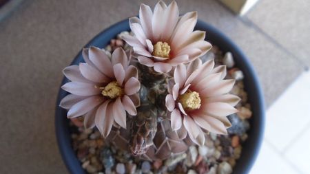 Gymnocalycium stellatum