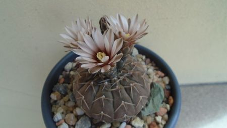 Gymnocalycium stellatum