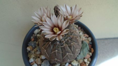 Gymnocalycium stellatum