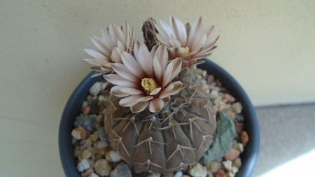 Gymnocalycium stellatum