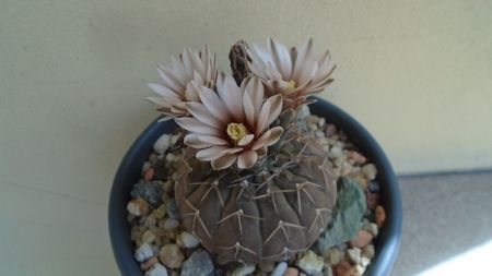 Gymnocalycium stellatum