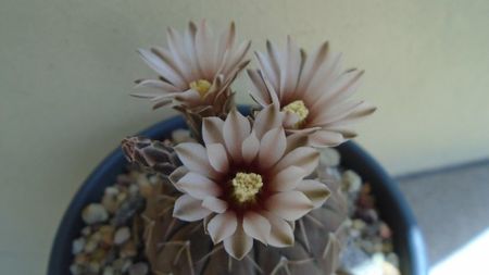 Gymnocalycium stellatum