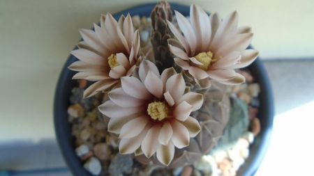 Gymnocalycium stellatum