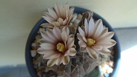 Gymnocalycium stellatum