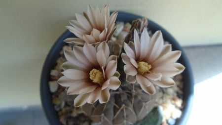 Gymnocalycium stellatum