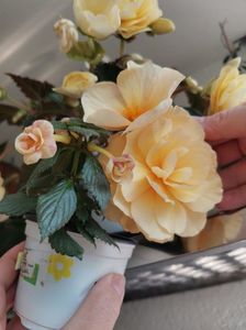 26.06.2020-RF‘s Tropicana+Begonie; Begonia &#039;preferata mea&#039; a plecat la prietena noastră și sper din tot sufletul să facă flori frumoase la ea❤️❤️❤️
