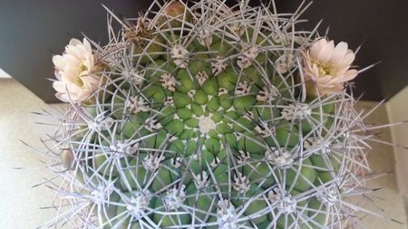 Gymnocalycium saglionis