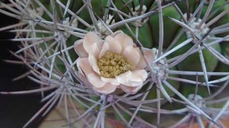 Gymnocalycium saglionis