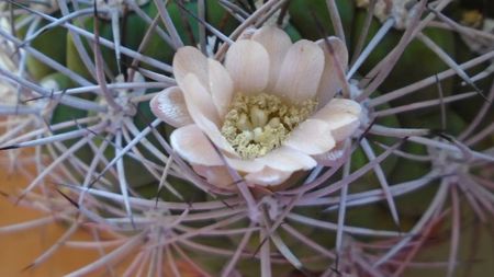 Gymnocalycium saglionis