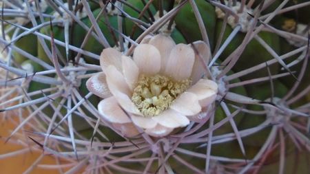 Gymnocalycium saglionis